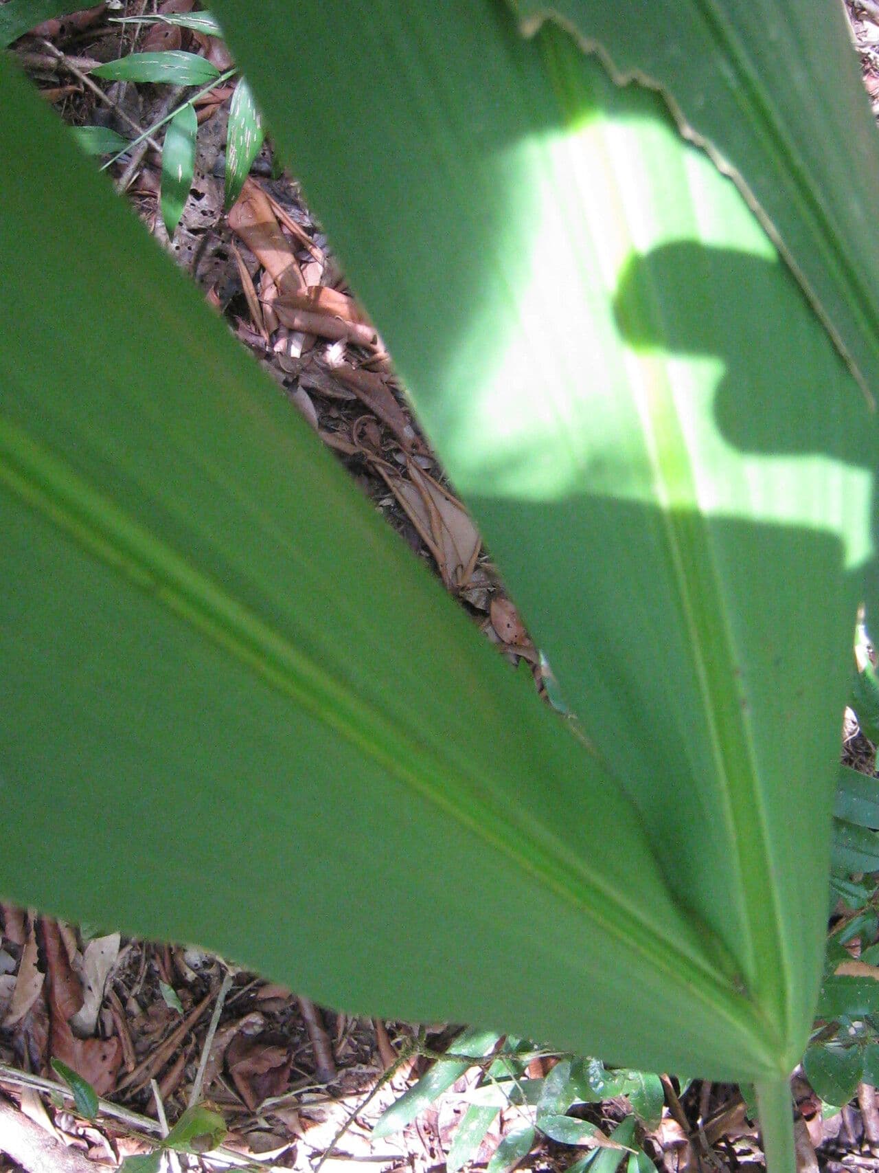 Cyclanthus 18
