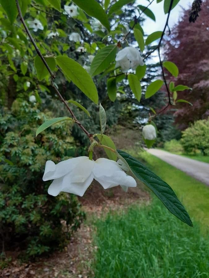 Magnolia 10
