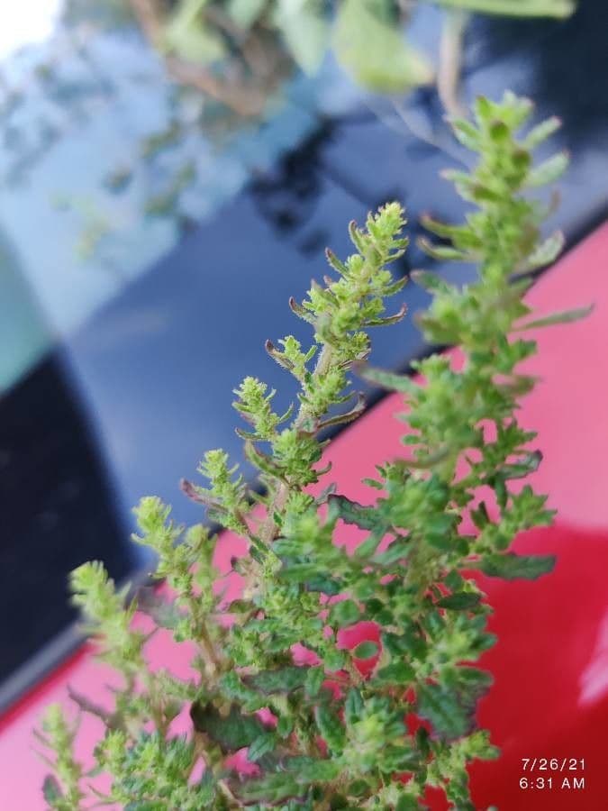 Chenopodio nano