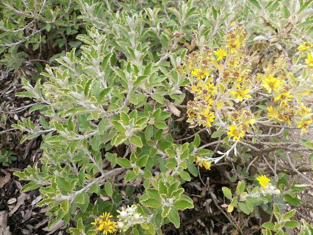 Brachyglottis 2