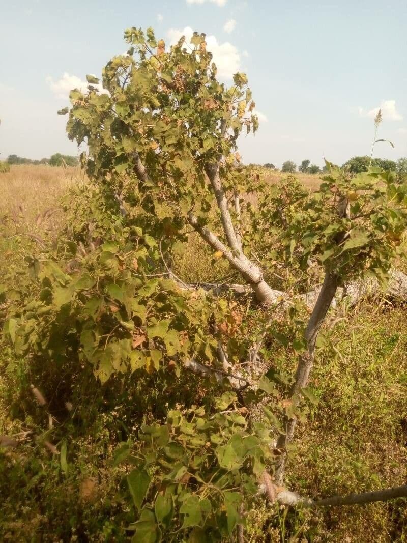 Sterculia 11