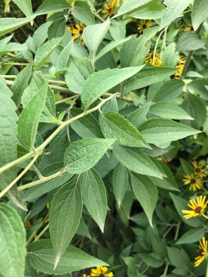 Rudbeckia dolce 11