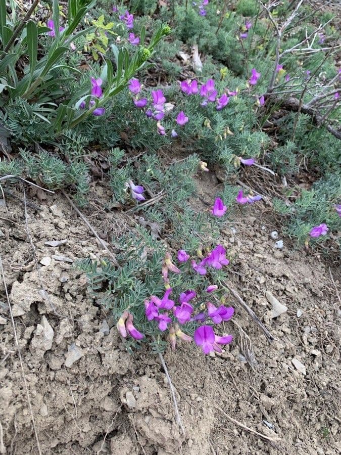 Hrach brachycalyx