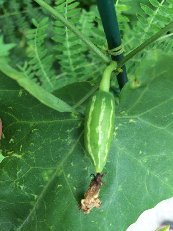 Melón escarlata 3