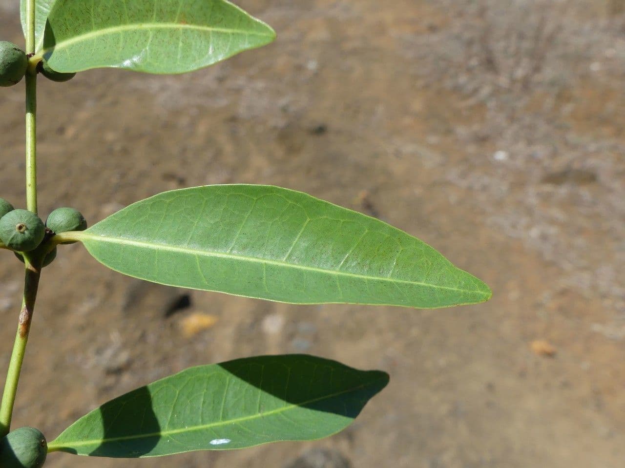 Polysphaeria 11