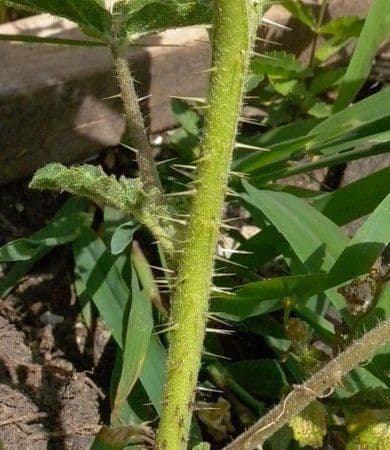 Solanum rostratum 22