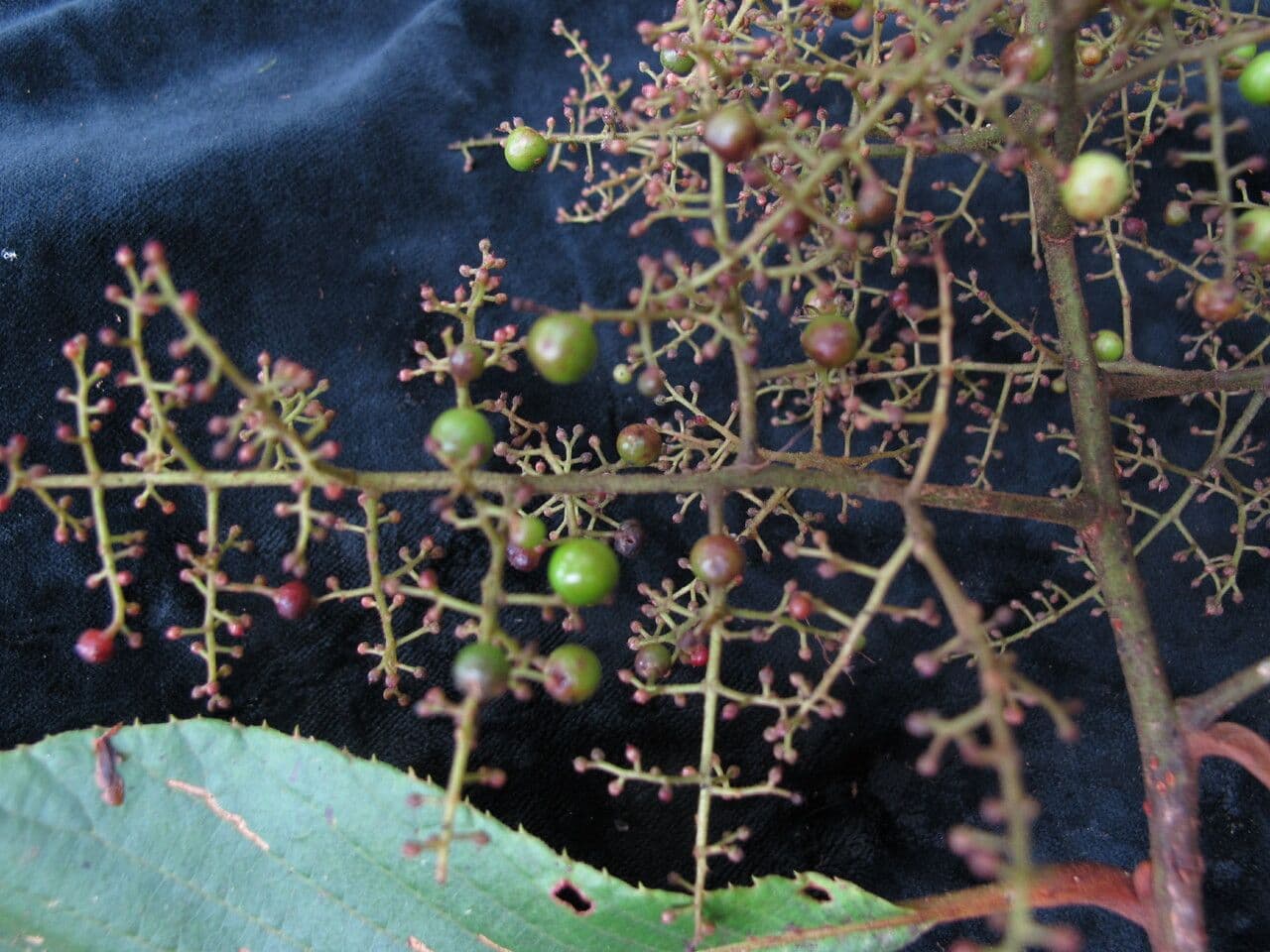 Meliosma 3