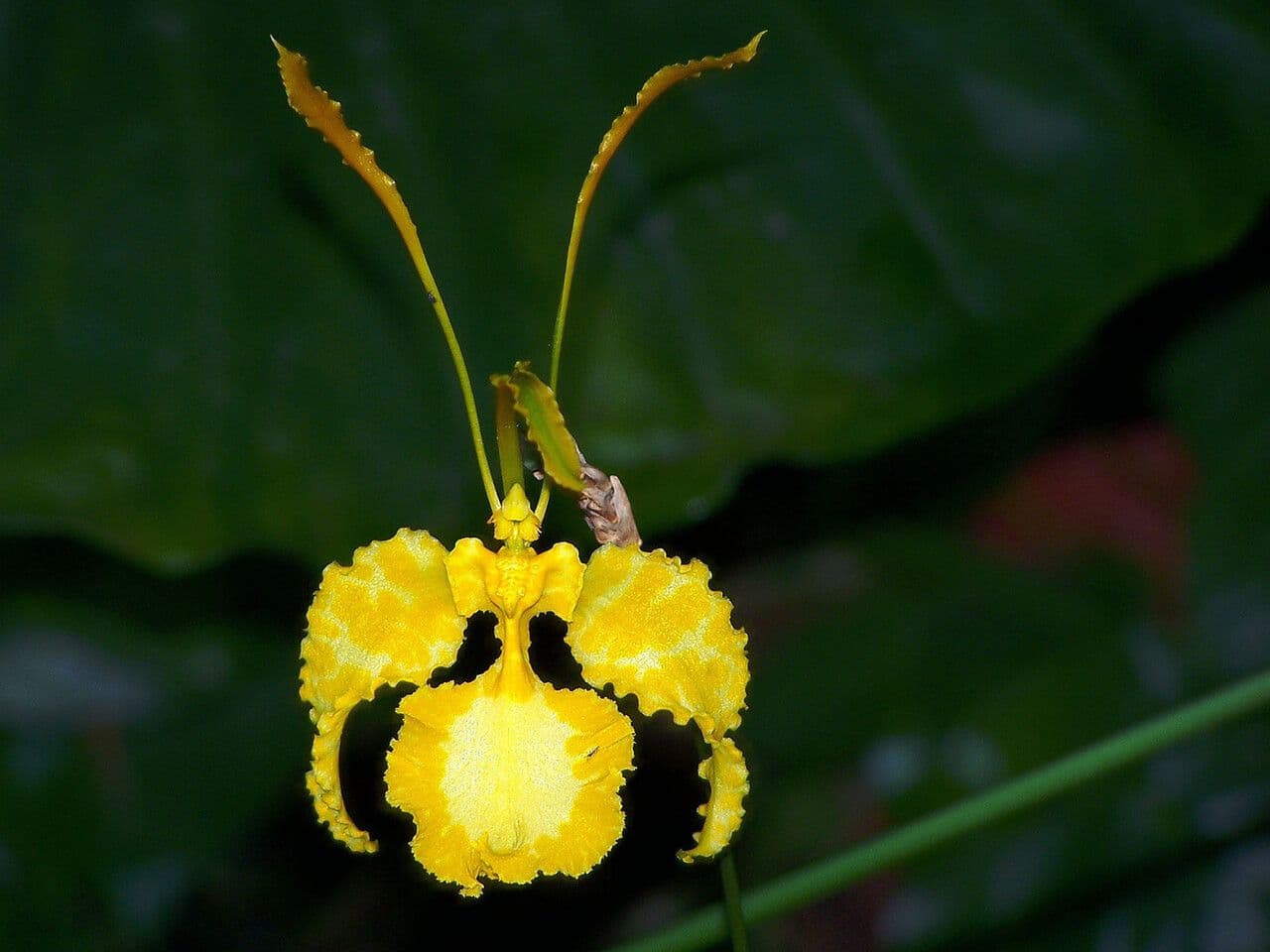 Psychopsis 2