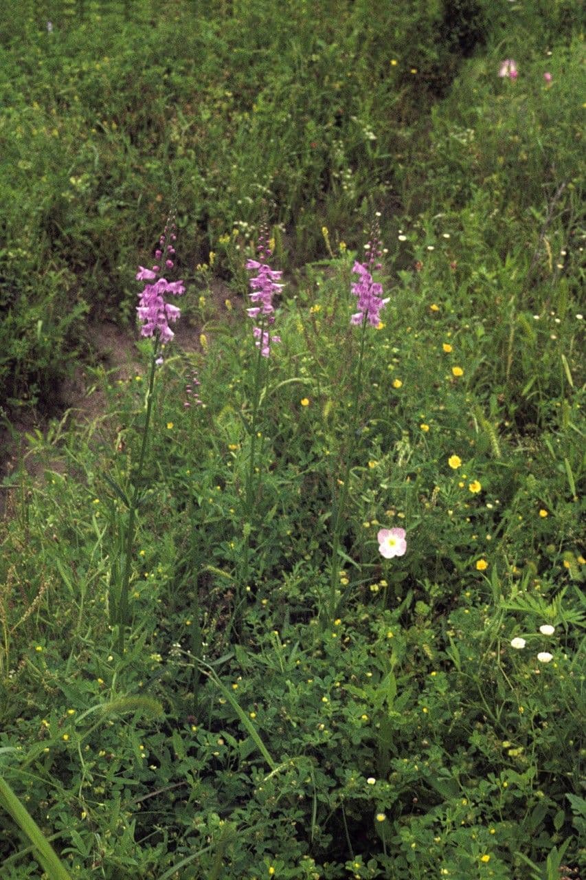 Physostegia angustifolia 3
