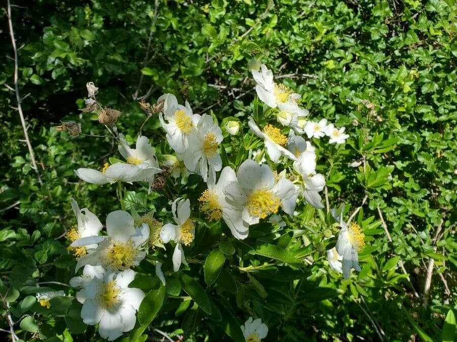 Baum-Anemone 7