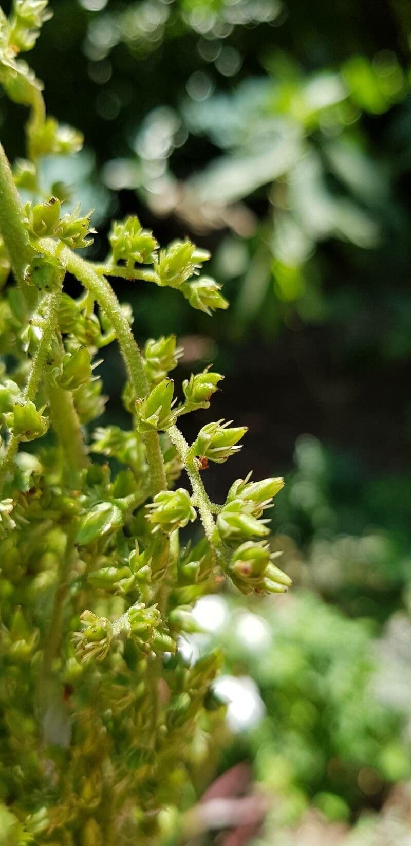 Astilboides 3