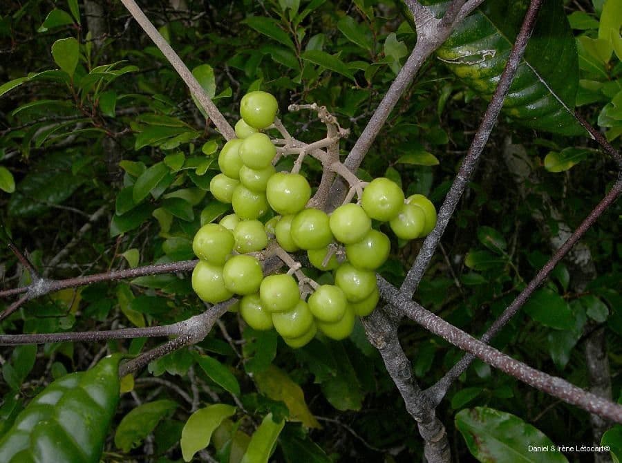 Dutaillyea trifoliolata 2