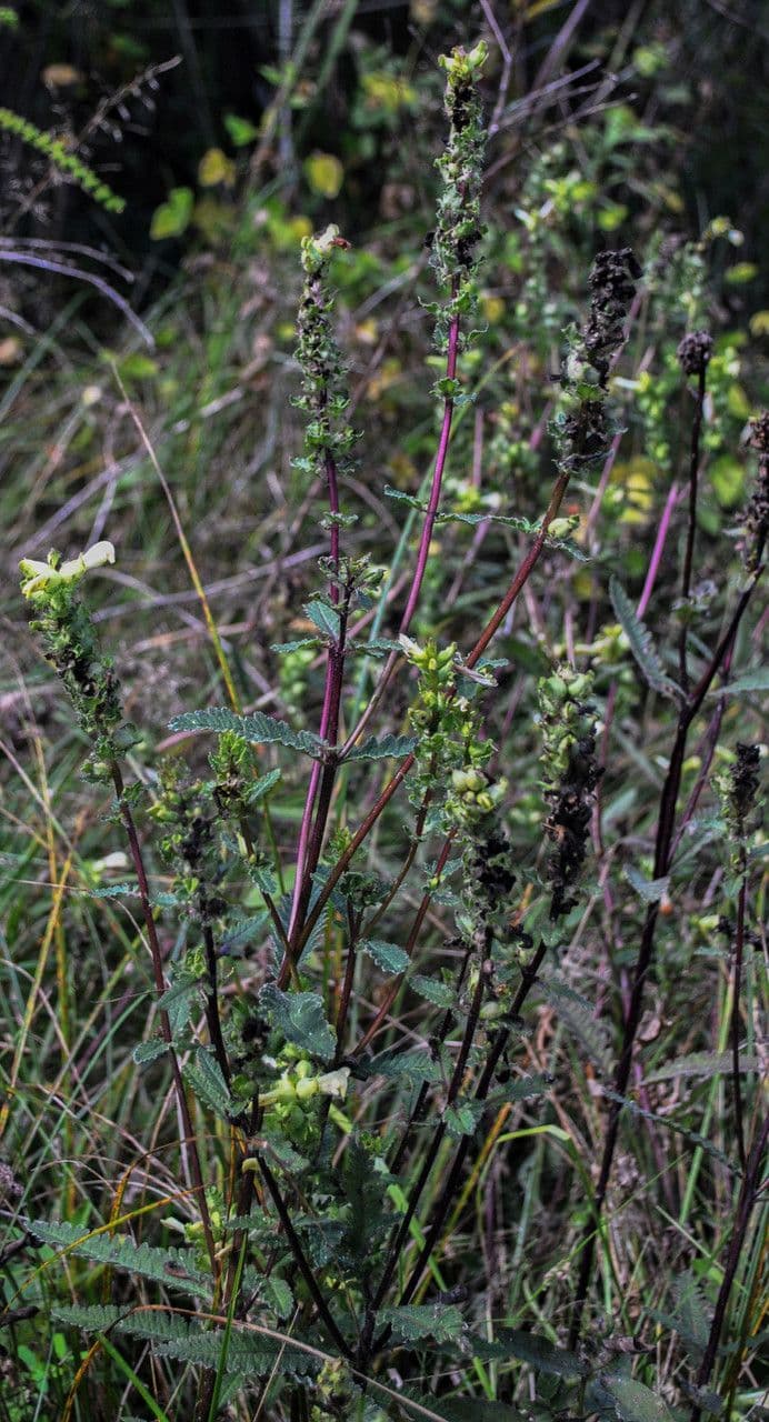 Pedicularis lanceolata 7