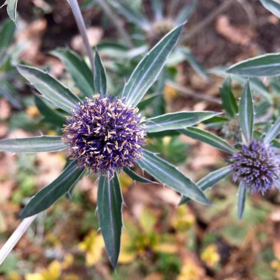 Panicaut champêtre 8