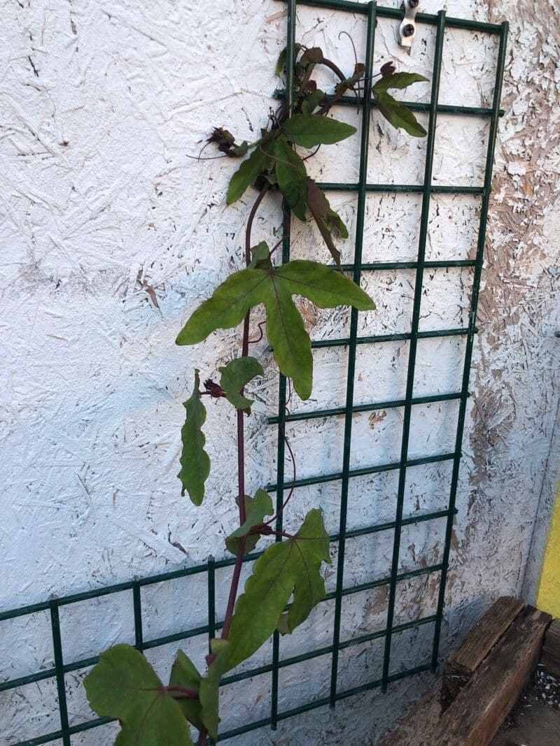 Passiflora ametista 8