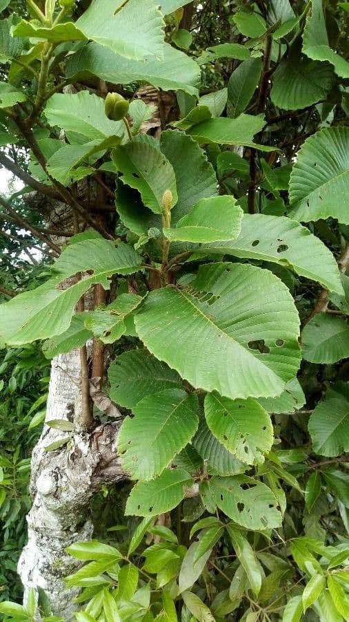 Dillenia 4