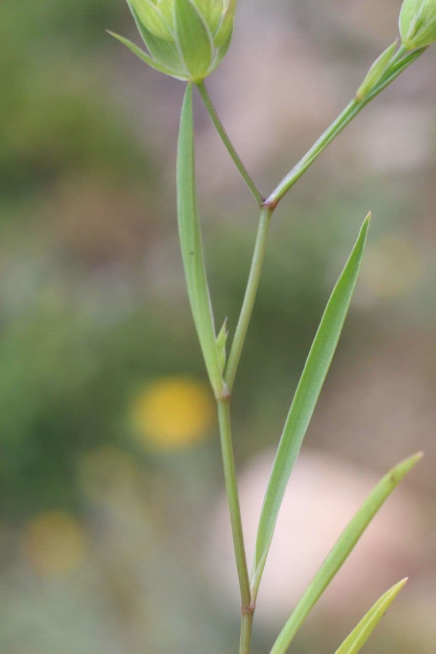 Bupleurum di Balden 20