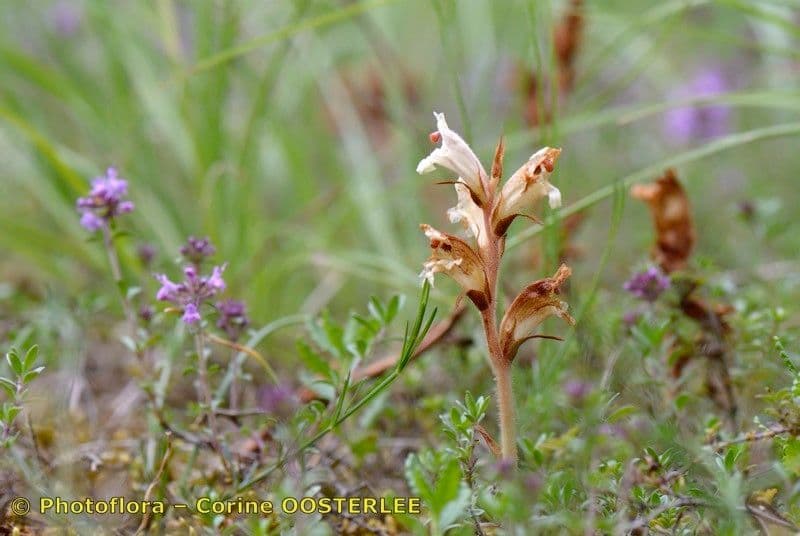 Orobanche alba