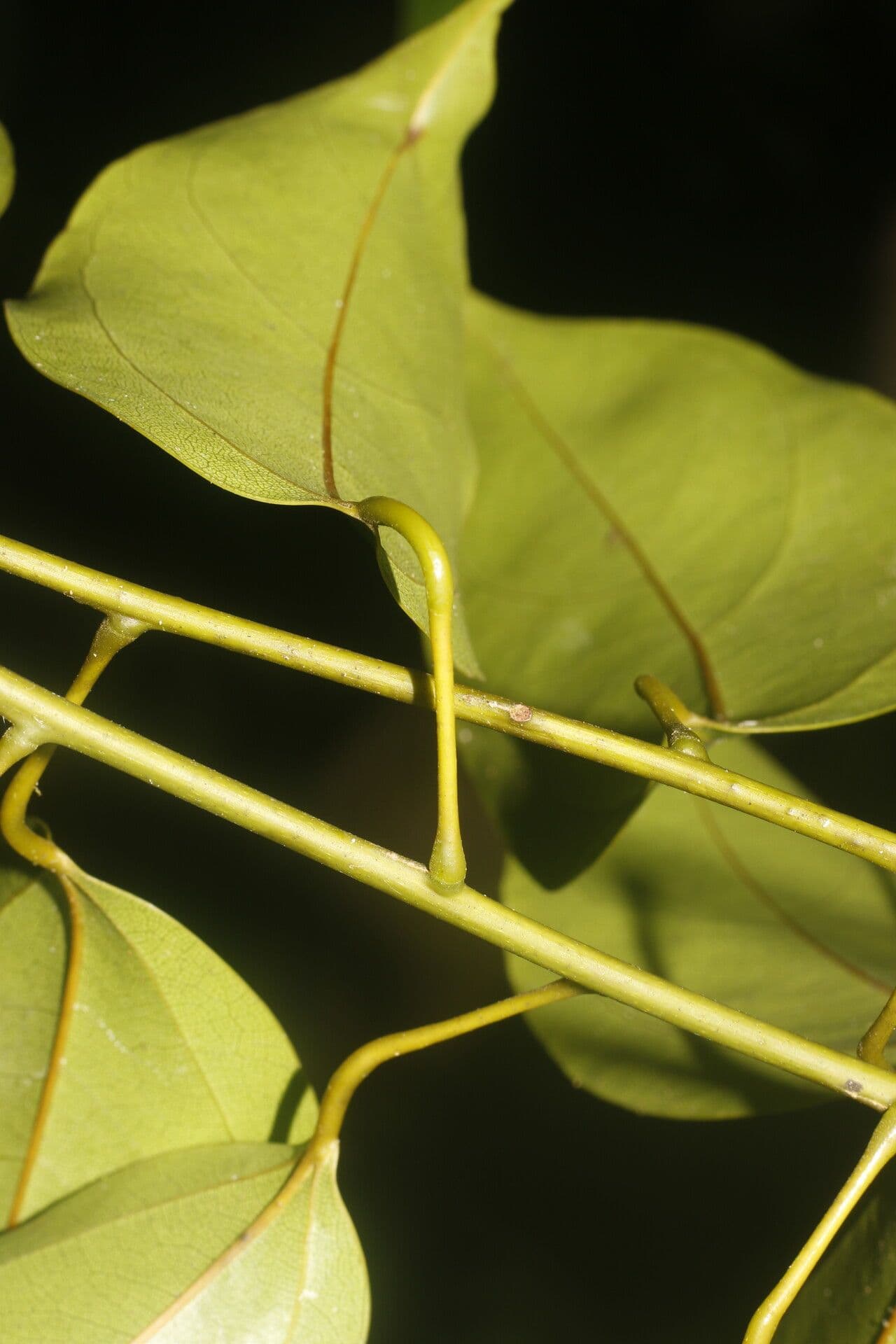 Anomospermum reticulatum 7