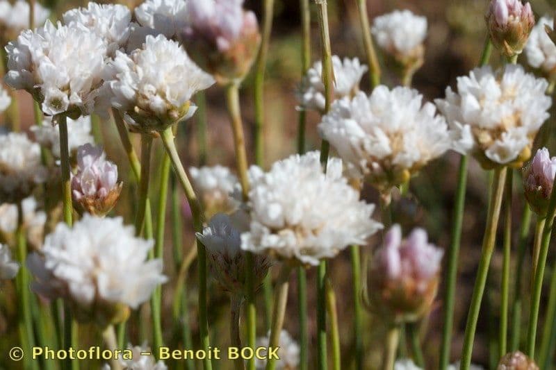 Armeria 3