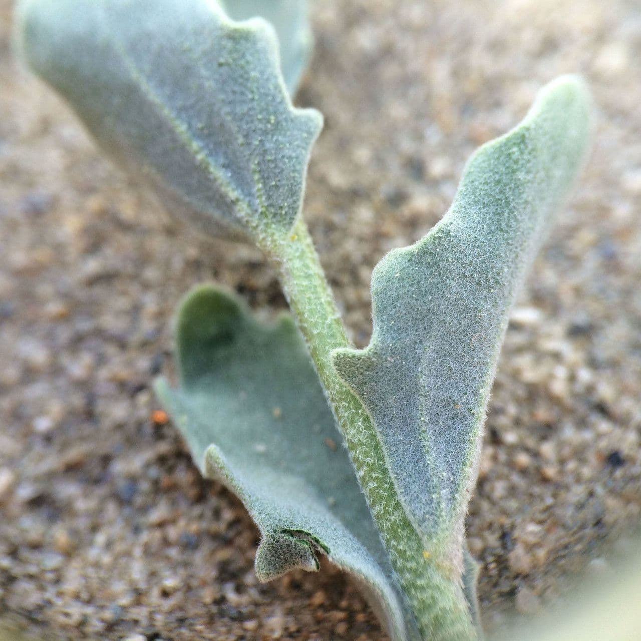 Dithyrea californica 19