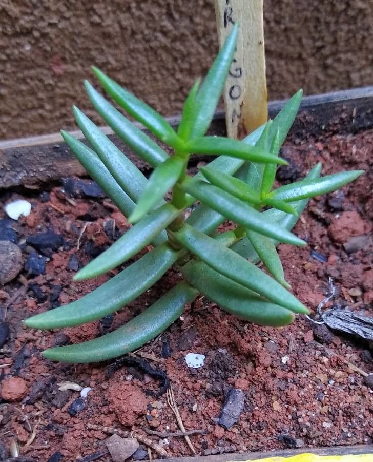 Crassula tetragona 12