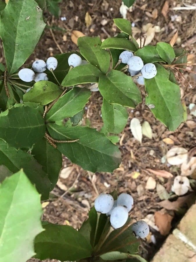 Berberis