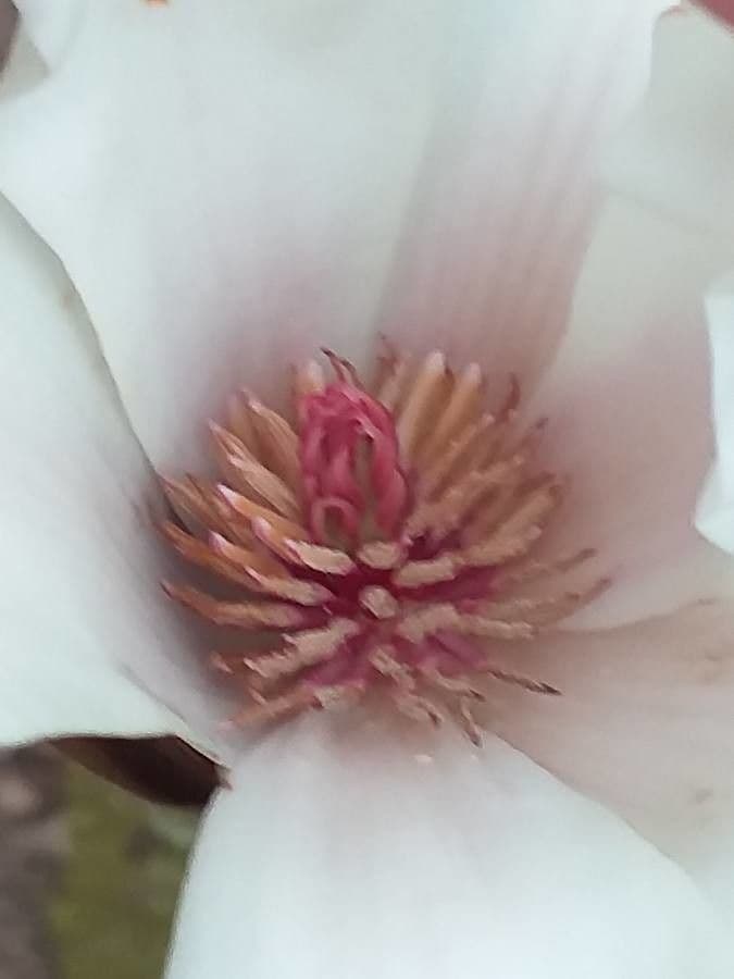 Magnolia cilindrica 3