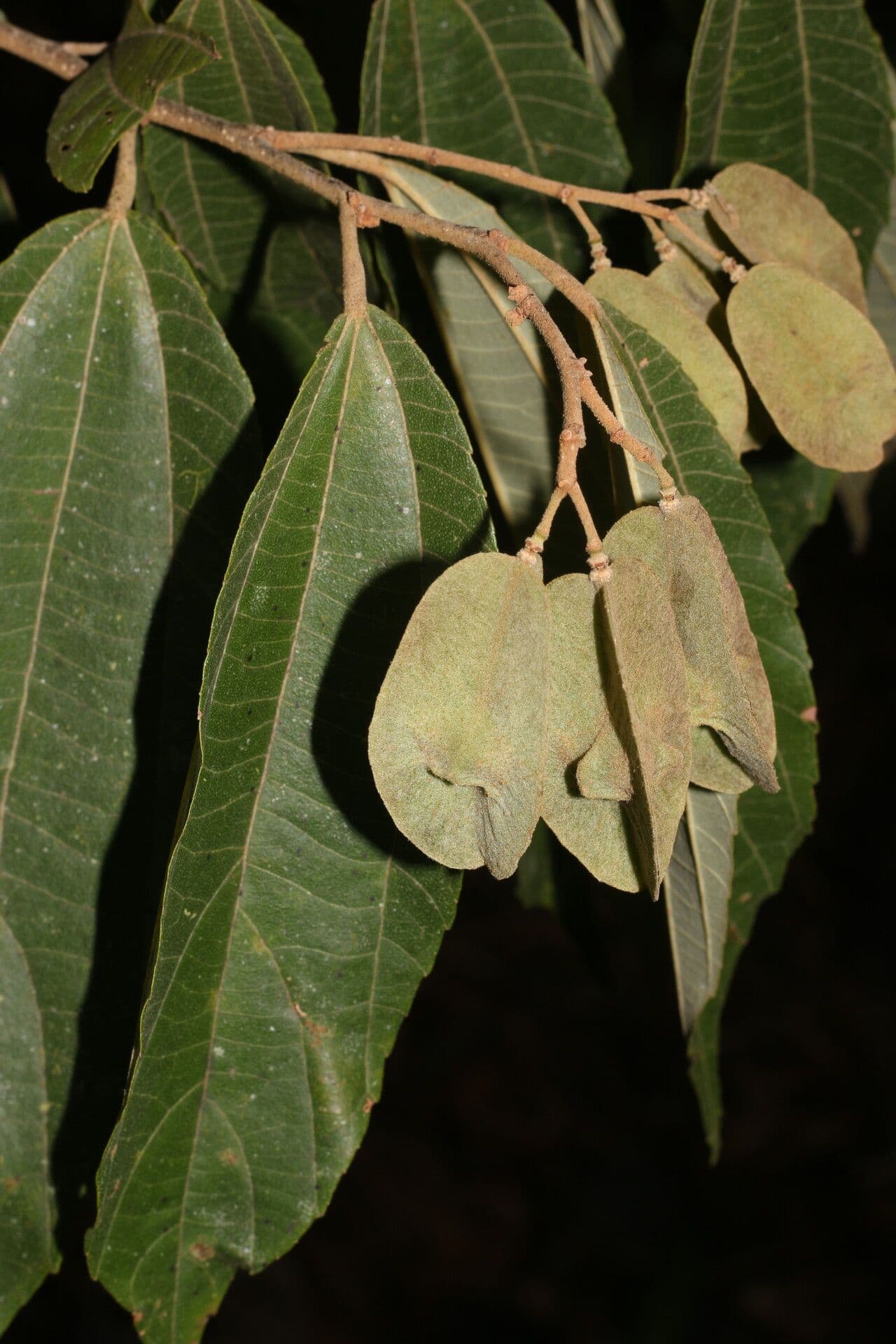 Goethalsia 9