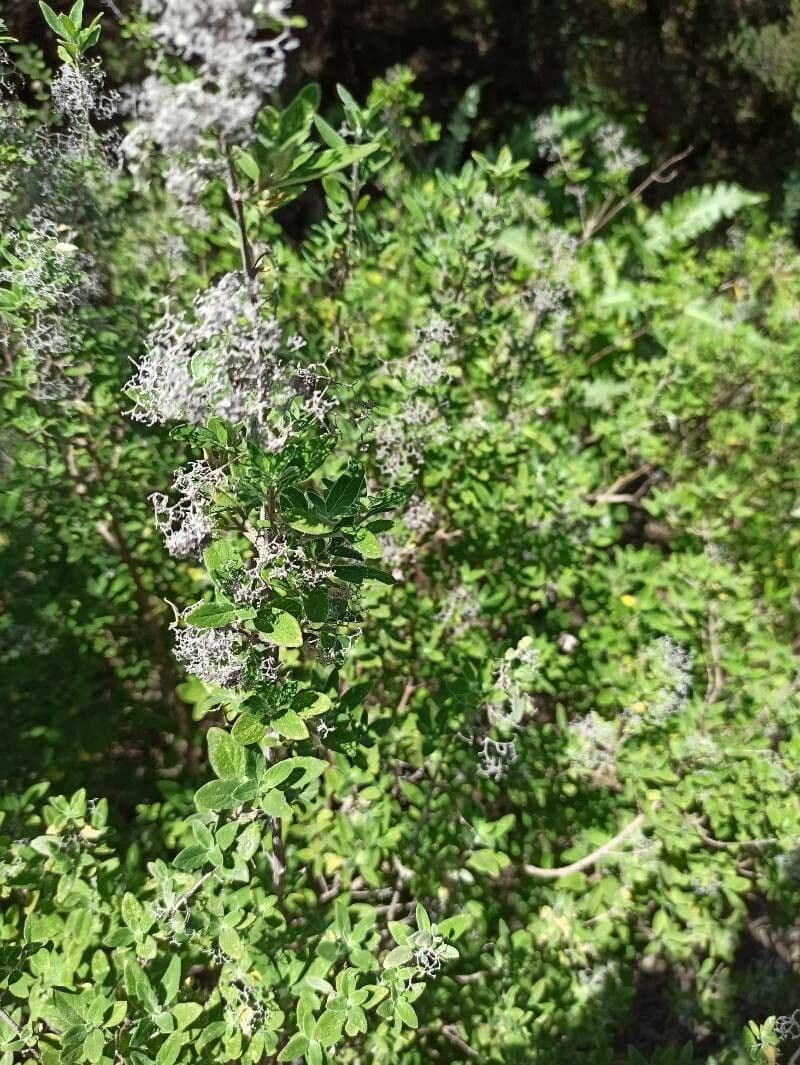 Bystropogon 13
