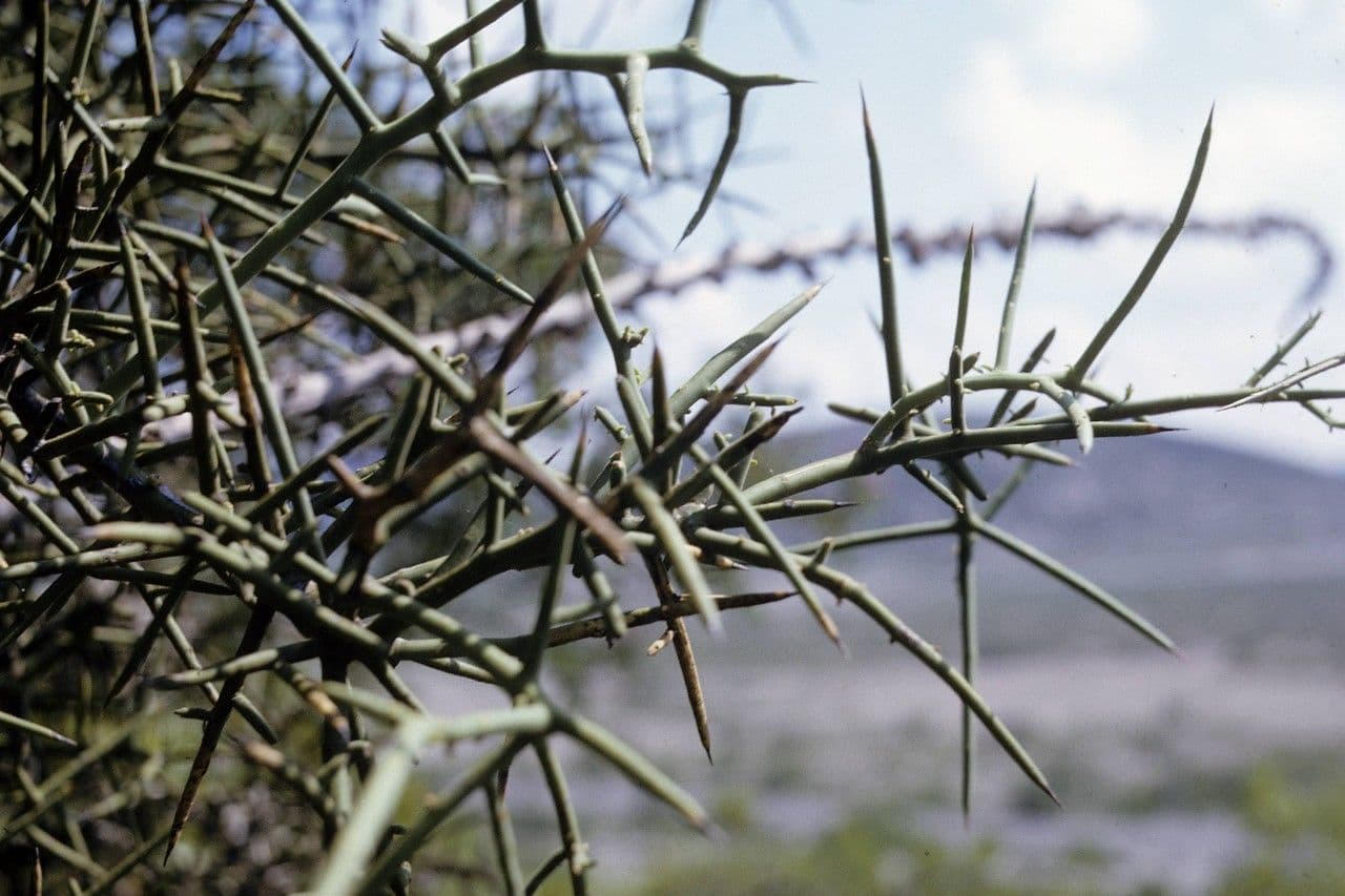 Corona di spine 4