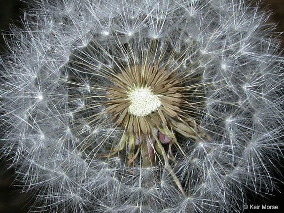 Agoseris 3