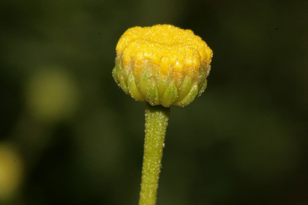 Santolina kosmata 5
