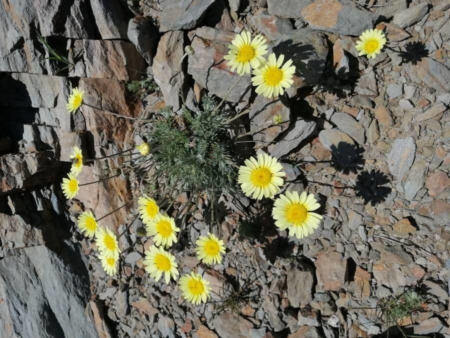Leucanthemopsis 4