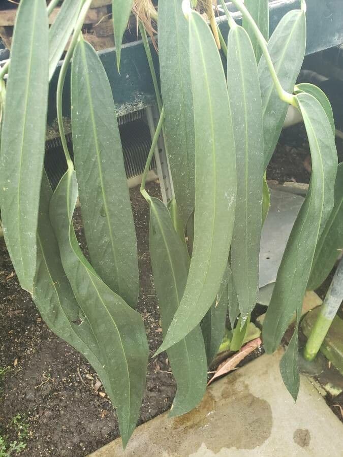 Anturio 3