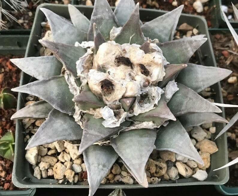 Ariocarpus retusus 4
