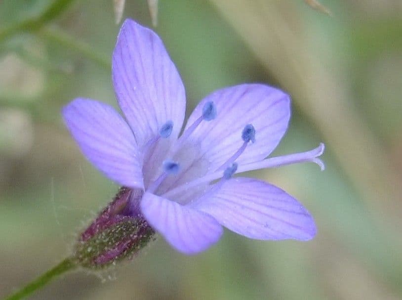 Gilia 9