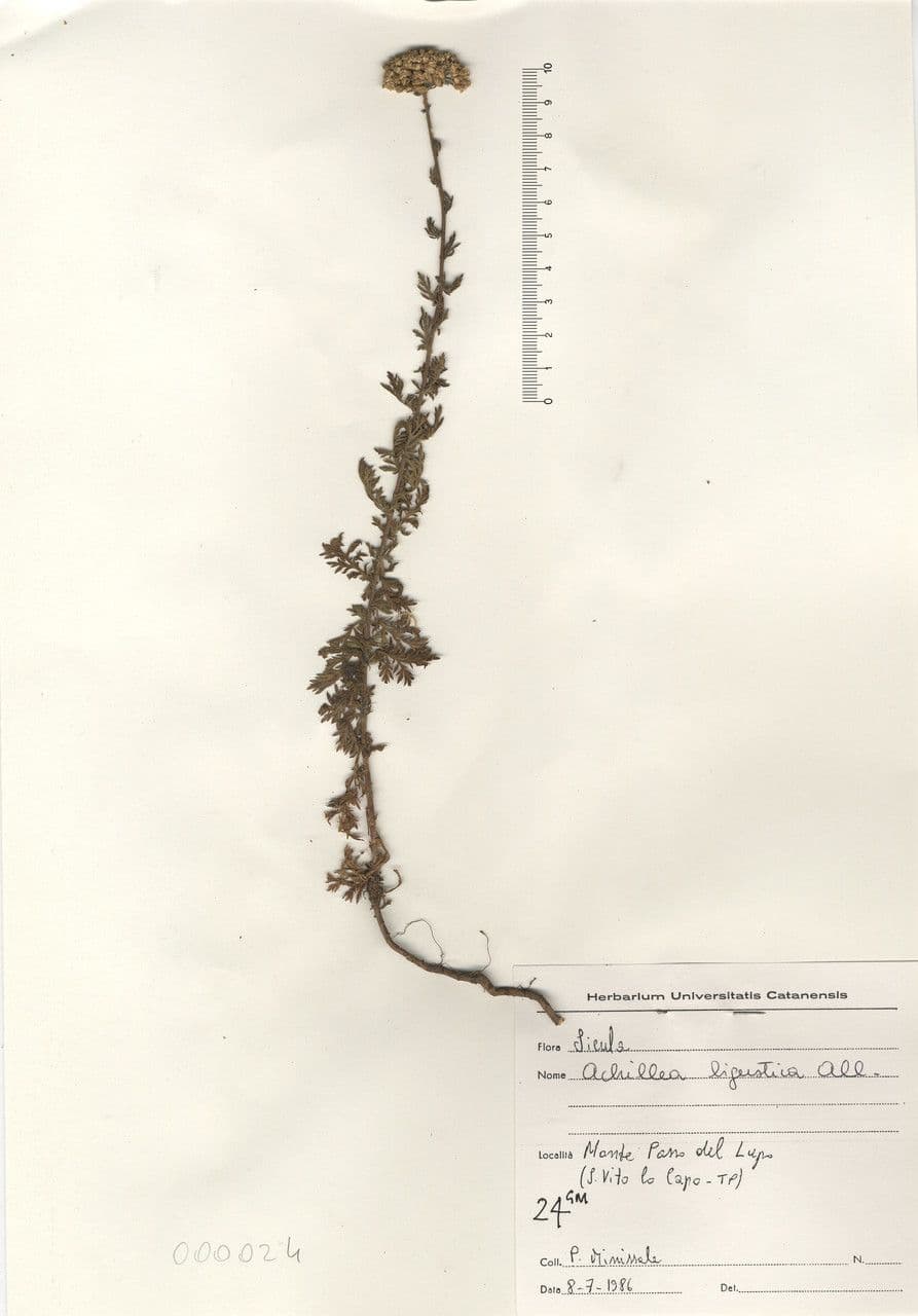 Achillea ligustica 25