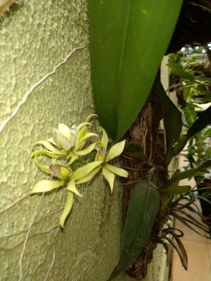 Prosthechea aemula 2