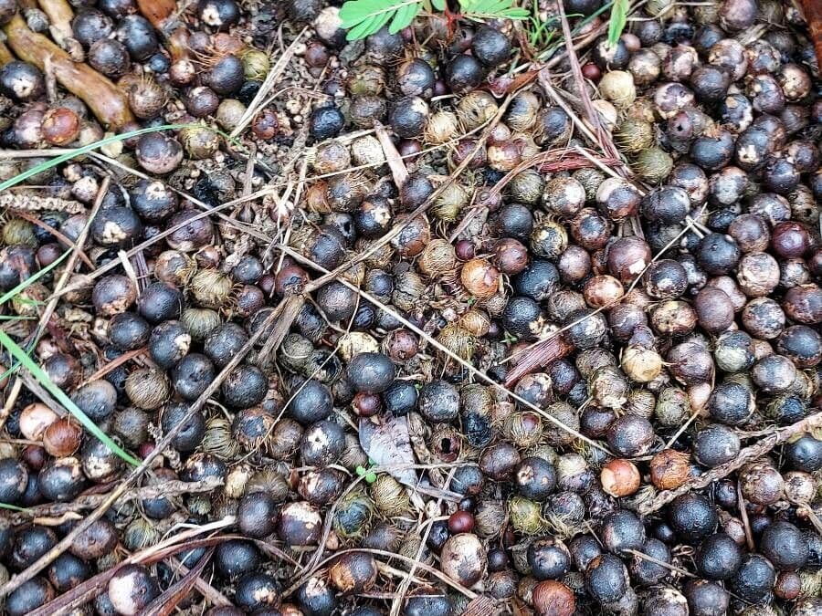Açai 3
