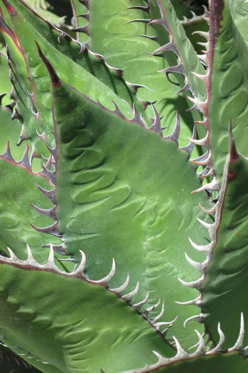 Agave di Shaw 13