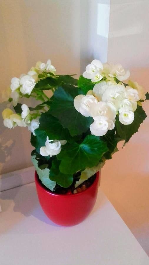 Begonia
