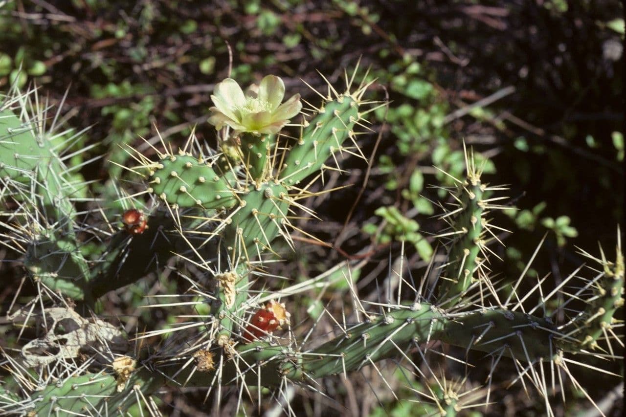 Opuntia a tre spine 12