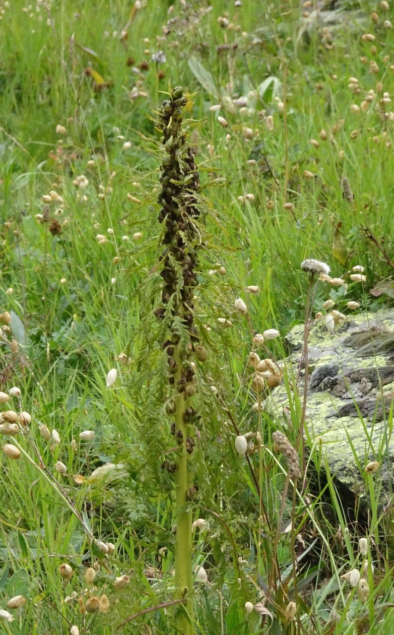 Pedicularis frondosa