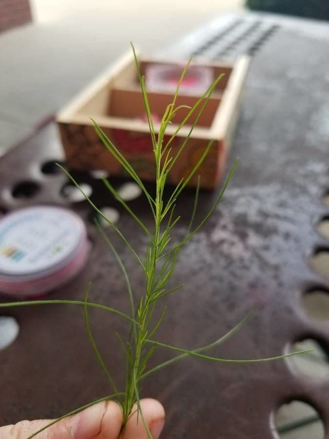 Asclepias verticillata 17