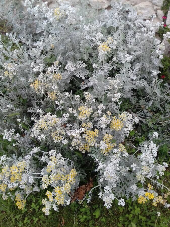 Cineraria 14