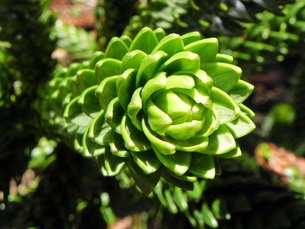 Araucaria 2