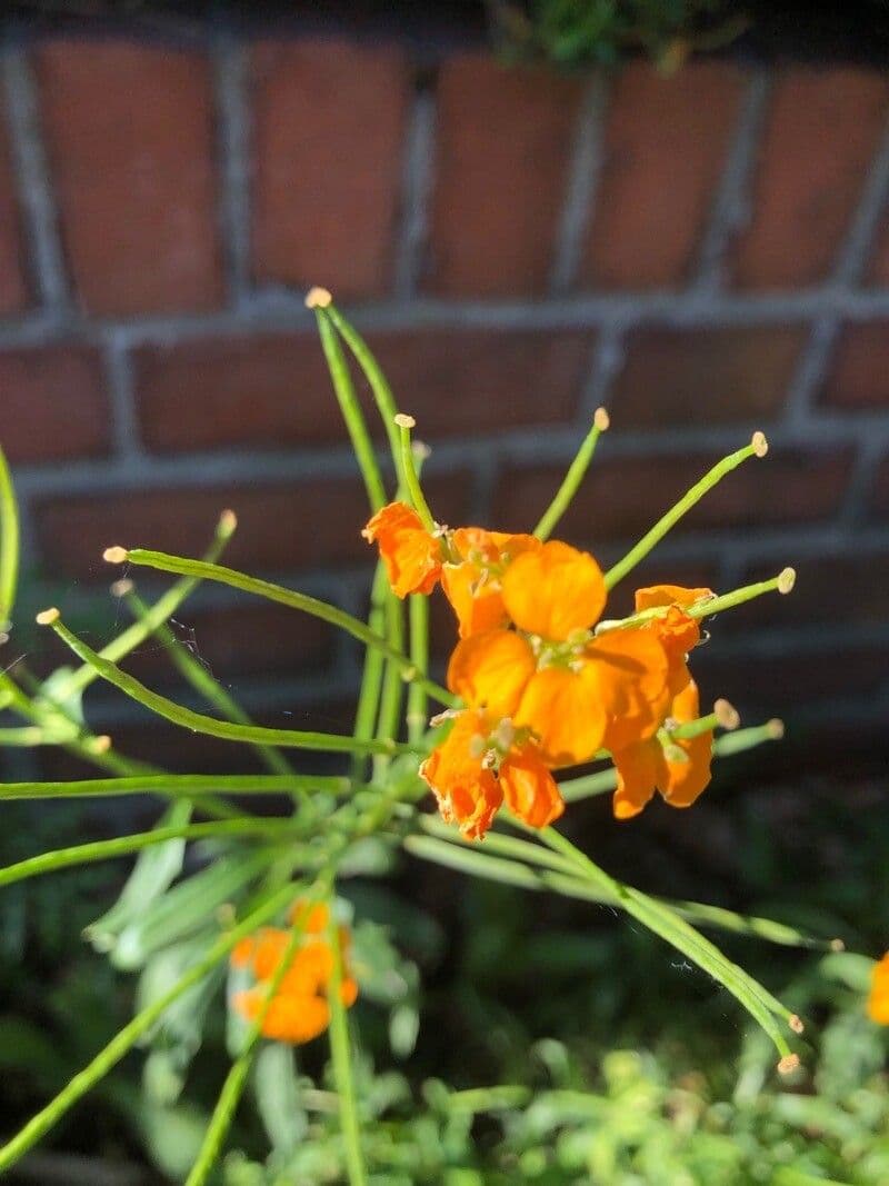 Violaciocca odorosa