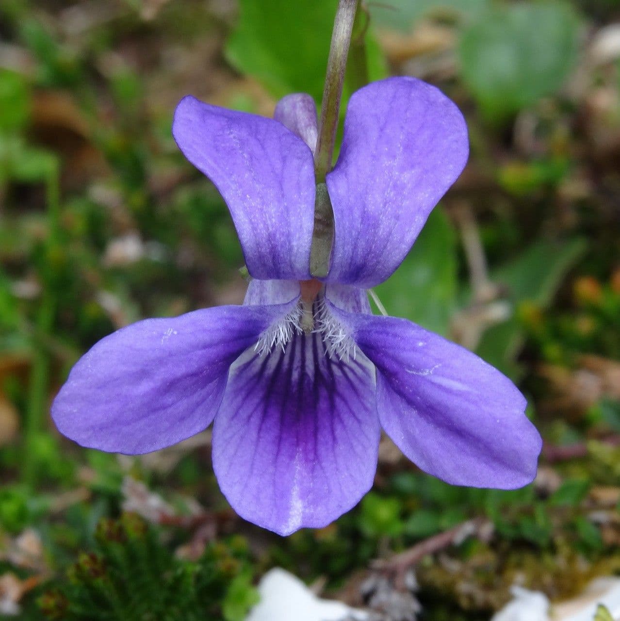 Viola pirenaica 3