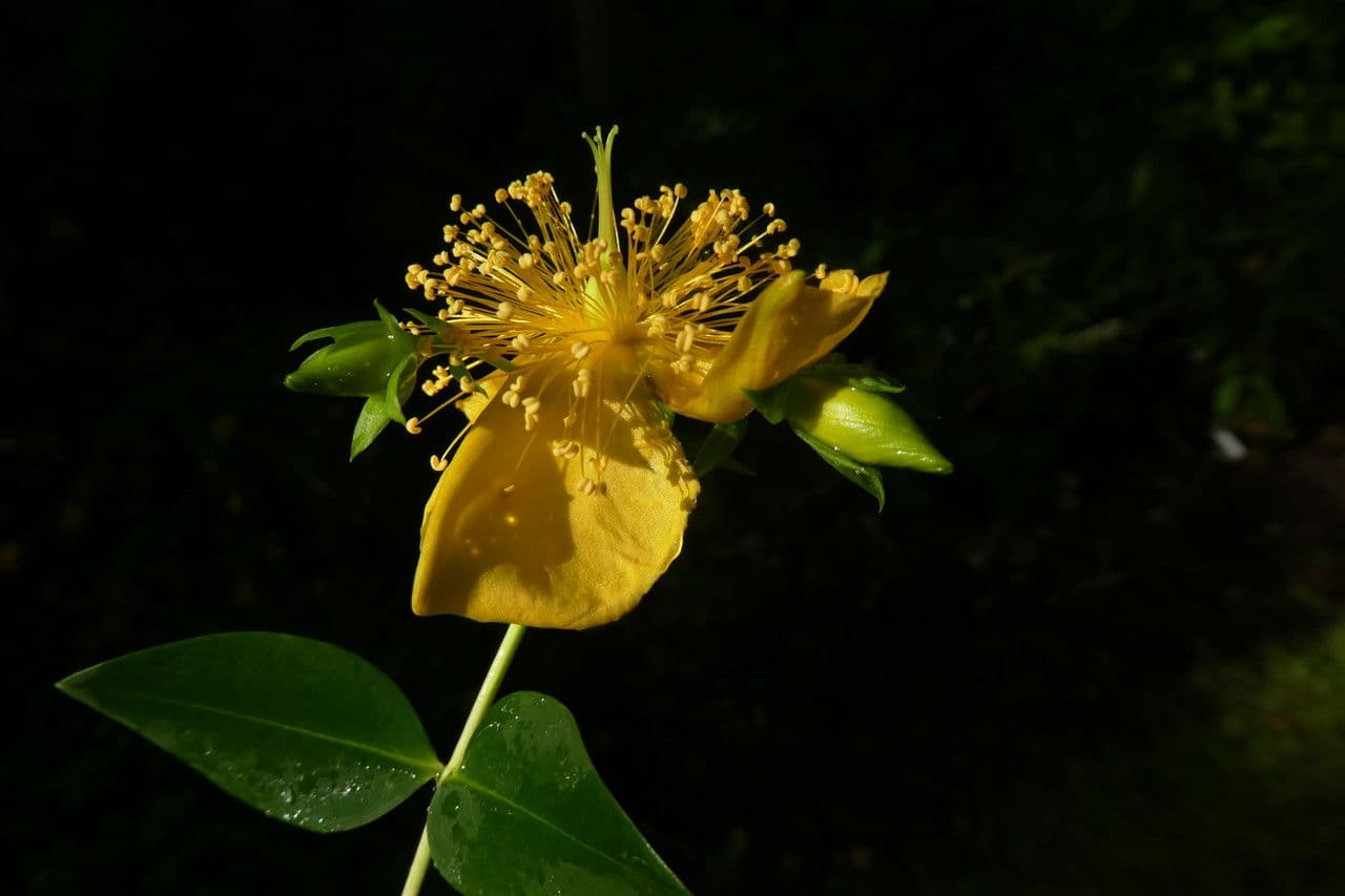 Millepertuis 6